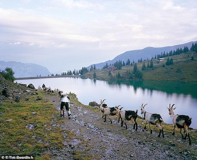 By the end of his experiment, Thomas felt he had integrated with the herd in Switzerland