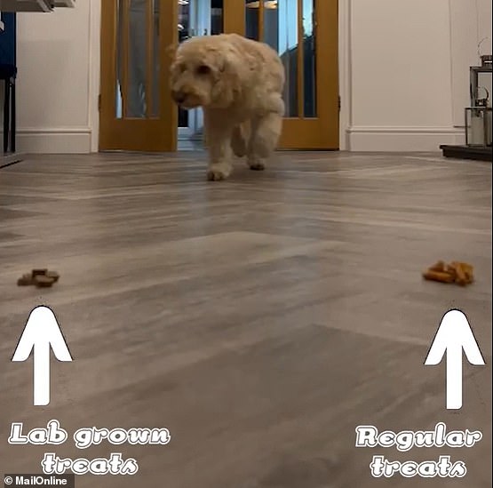 The dogs were presented with two options - the lab-grown treat, or their favourite meaty alternative