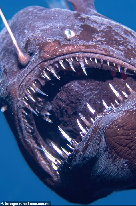 The species has a dark brown or black body, and a large mouth that's nearly vertical - with long pointed teeth