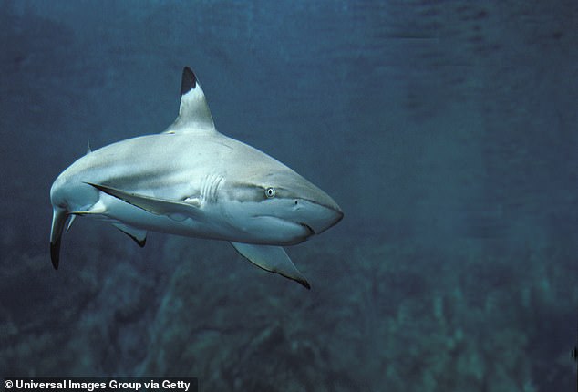 Florida gets so many shark attacks because its coast is used as a breeding ground by blacktip sharks (pictured). Since juveniles struggle to distinguish humans from prey, unprovoked attacks are more common