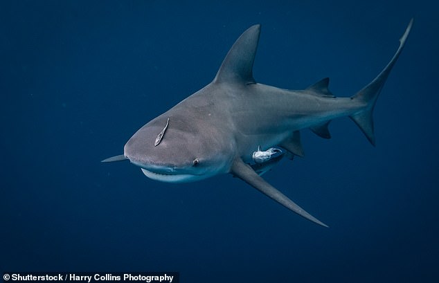 In a very rare incident, a man was bitten by a bull shark in western India while wading across the Vaitarna River. Unlike most shark species, bull sharks (pictured) can tolerate fresh water and have been known to swim hundreds of miles upstream from the coast