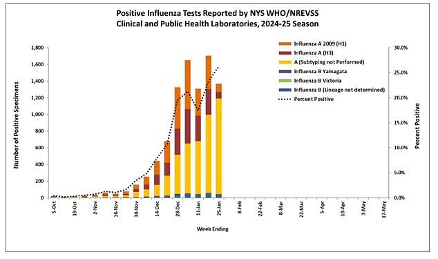 The above shows flu cases by type in New York state. It reveals that most are type A, raising concerns in some quarters over bird flu